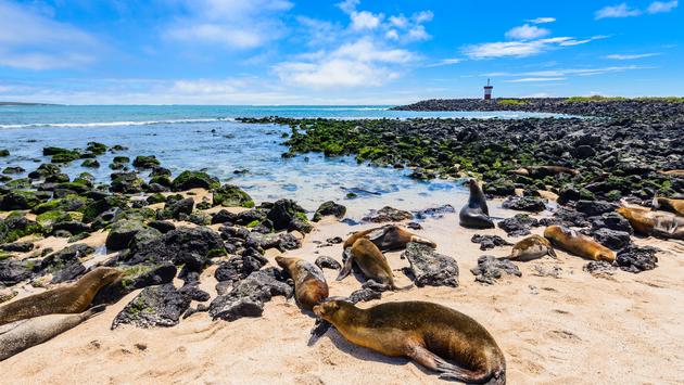 Galapagos Holiday Destination Zoom Backgrounds