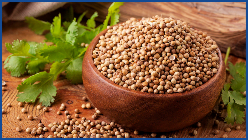 coriander cooking spices